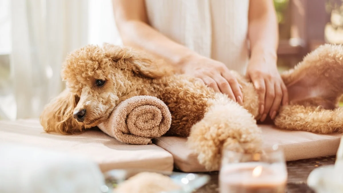 Massage canin relaxant dans un spa pour chiens, avec serviette et ambiance bien-être