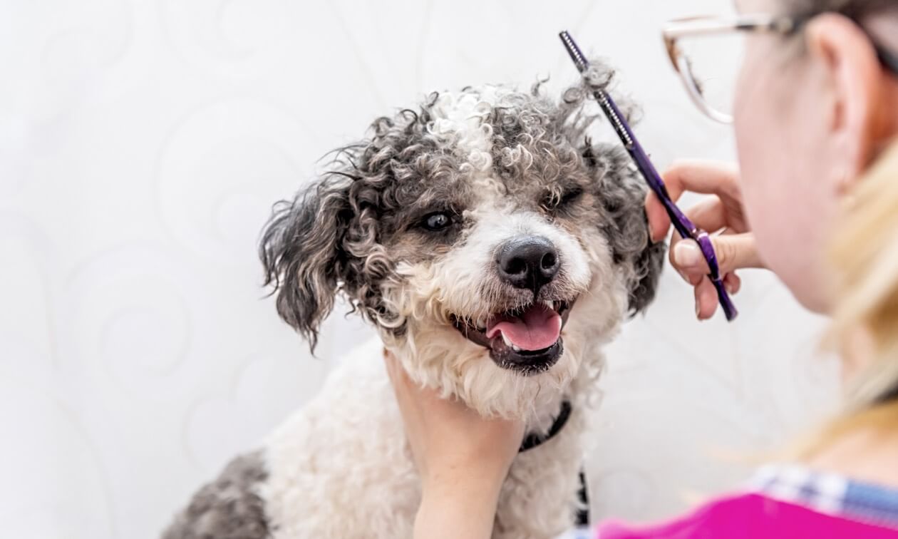 Toilettage professionnel d’un chien à poils frisés par une toiletteuse dans un salon de soins pour animaux