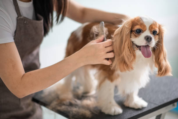 Toilettage d’un Cavalier King Charles dans un salon de toilettage professionnel