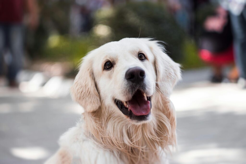 Golden Retriever heureux assis à l’extérieur avec un arrière-plan flou