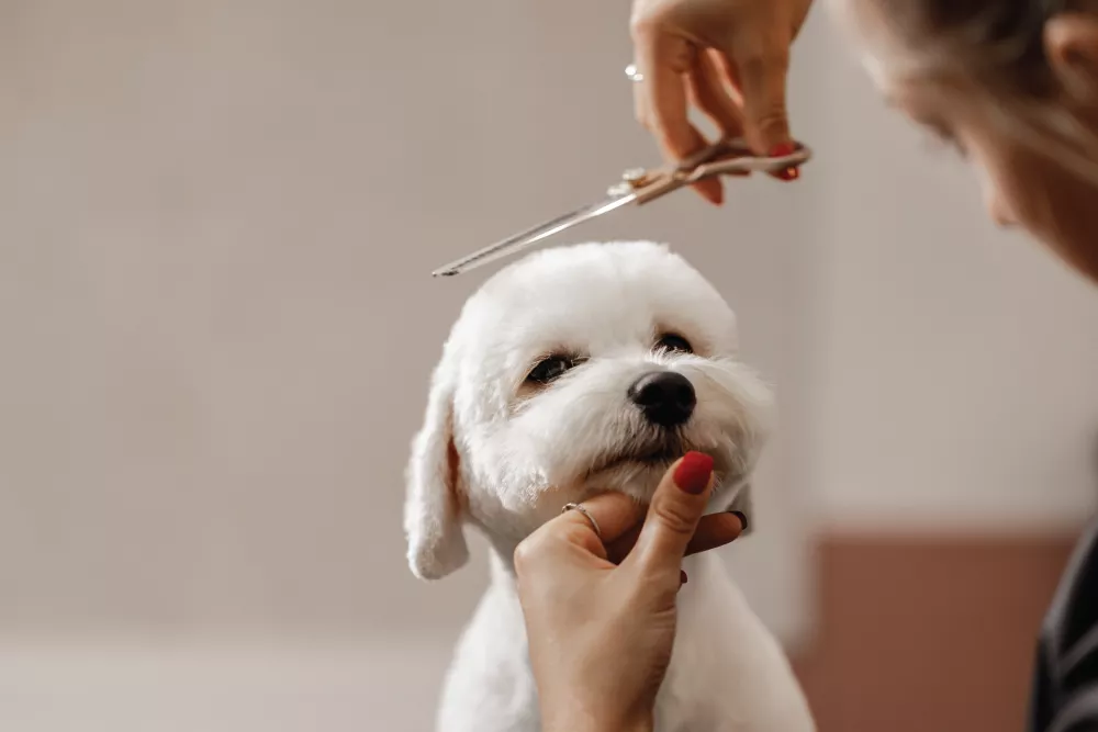 Toilettage d’un petit chien blanc recevant une coupe de poils à l’aide de ciseaux par un toiletteur professionnel