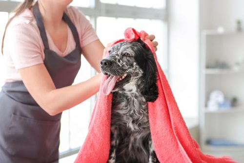 Toilettage d’un chien noir après le bain, enveloppé dans une serviette rouge par une toiletteuse
